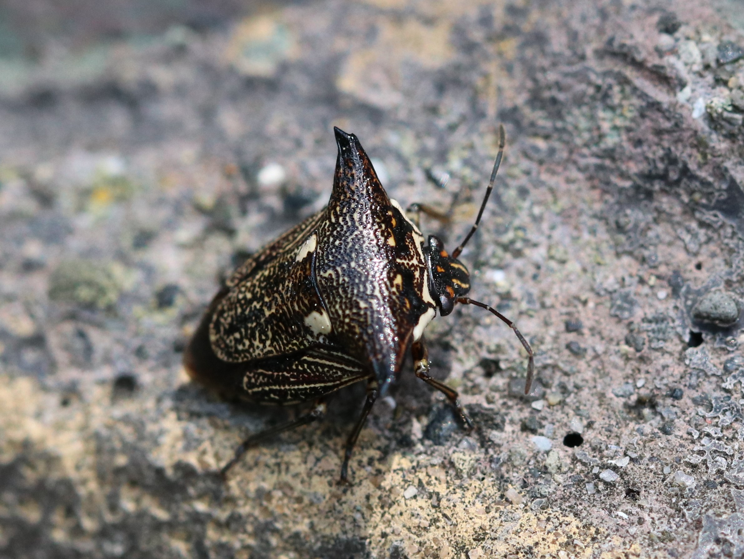 柵上のウシカメムシ